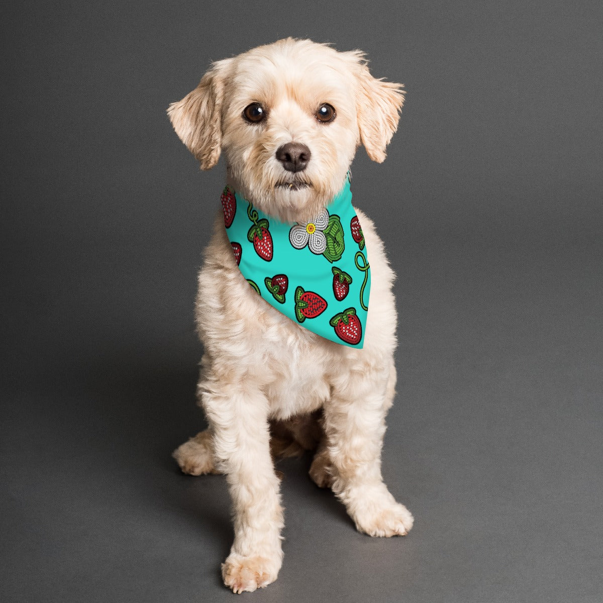 Strawberry Dreams Turquoise Pet's Scarf